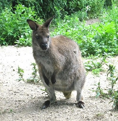 Kangaroo