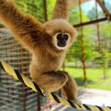 Gibbon